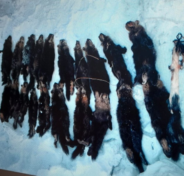 В Якутии полиция уличила охотника в незаконной добыче при помощи капканов 32 соболей